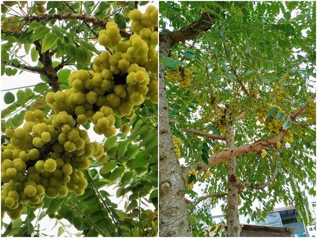 Việc đóng gói bài bản giúp nâng tầm giá trị quả chùm ruột từ món ăn vặt thành đặc sản quà tặng.