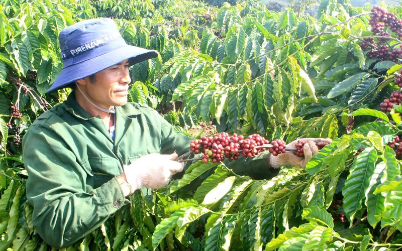 Ngoài áp lực giá bán, doanh nghiệp và người trồng cà phê còn đối mặt nhiều rủi ro khác như giá phân bón hay chi phí logistics đều tăng mạnh (Ảnh: Huân Trần).