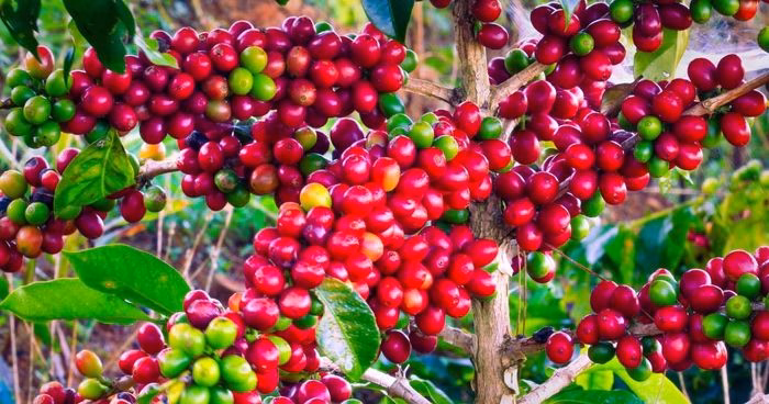 Giá cà phê giảm nhẹ tại các vùng trồng trọng điểm ở Tây Nguyên trong phiên giao dịch ngày 11/5.