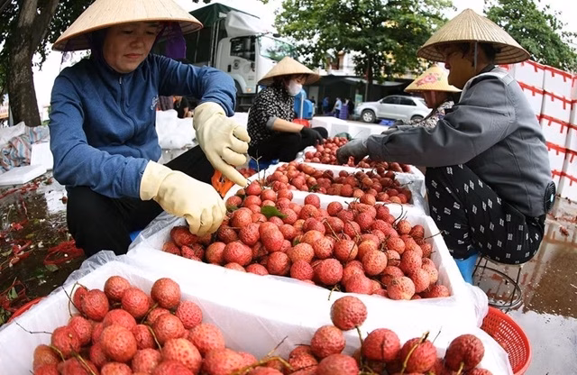 Sự tương đồng và khác biệt về khí hậu tạo điều kiện lý tưởng để Việt Nam và Hàn Quốc trao đổi các loại trái cây đặc sản. (Ảnh minh họa: Vũ Sinh/TTXVN)